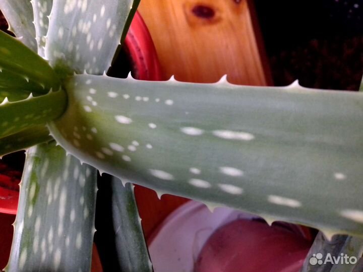 Алоэ Агава трехлетний (алоэ Вера)