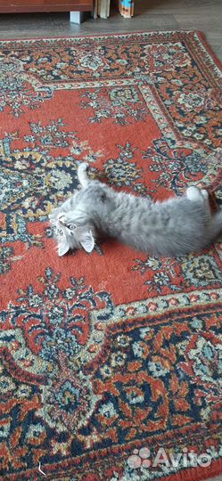 Кошка