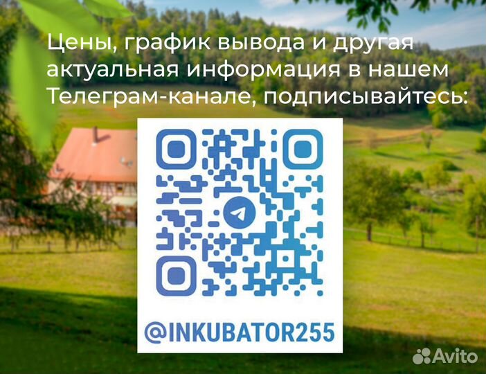Суточные утята Агидель