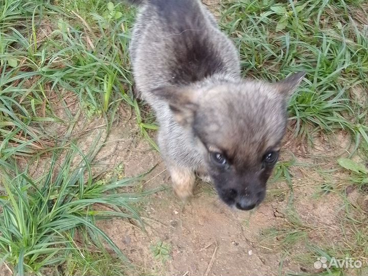 Щенок в добрые руки маленькой собаки