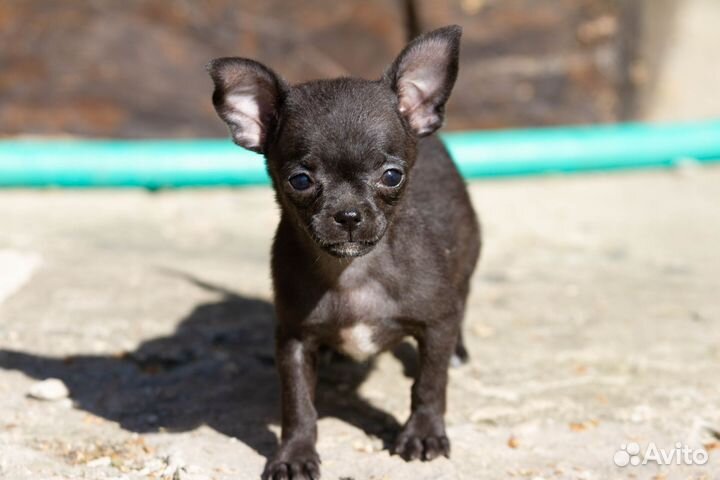Чихуахуа щенки мини и стандарт от 15т
