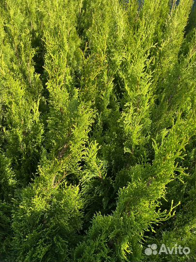 Туя смарагд 100-120См
