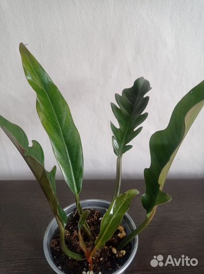 Филодендрон Карамель. Филодендрон