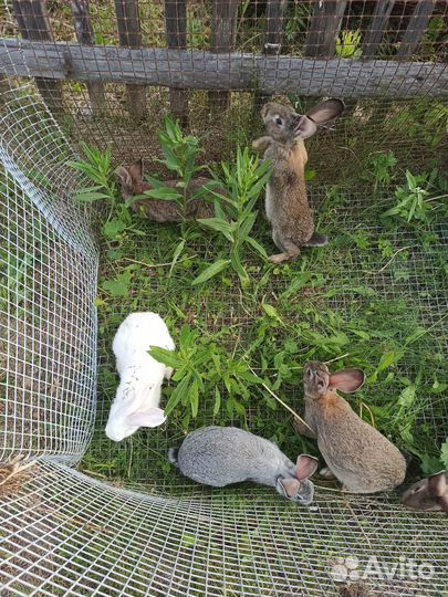 Калифорнийские кролики