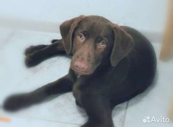 Шоколадный щенок в добрые руки