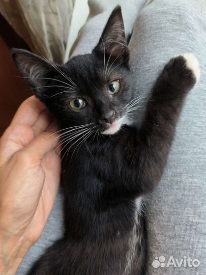 Котята ищут дом