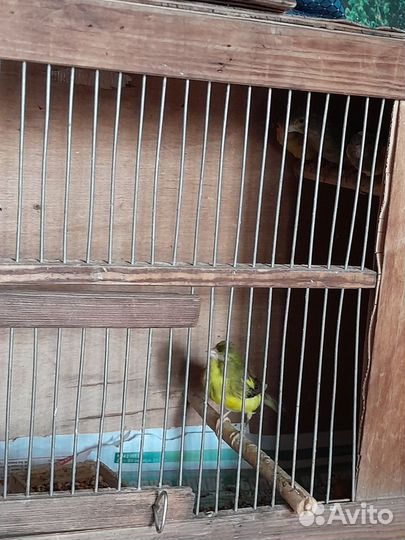 Канарейки молодежь