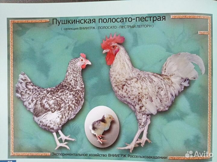 Инкубационное яйцо породистых кур