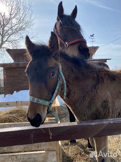 Кросс американский рысак