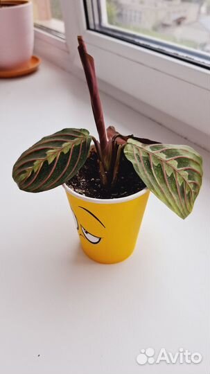 Маранта триколор