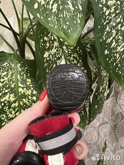 Комплект ботиночков для собак маленьких пород