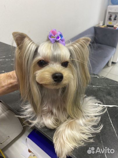 Уход за животными