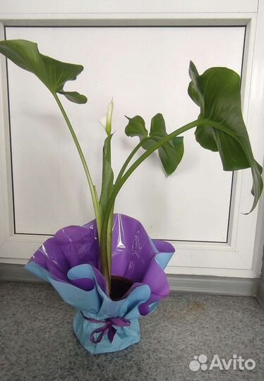 Калла эфиопская