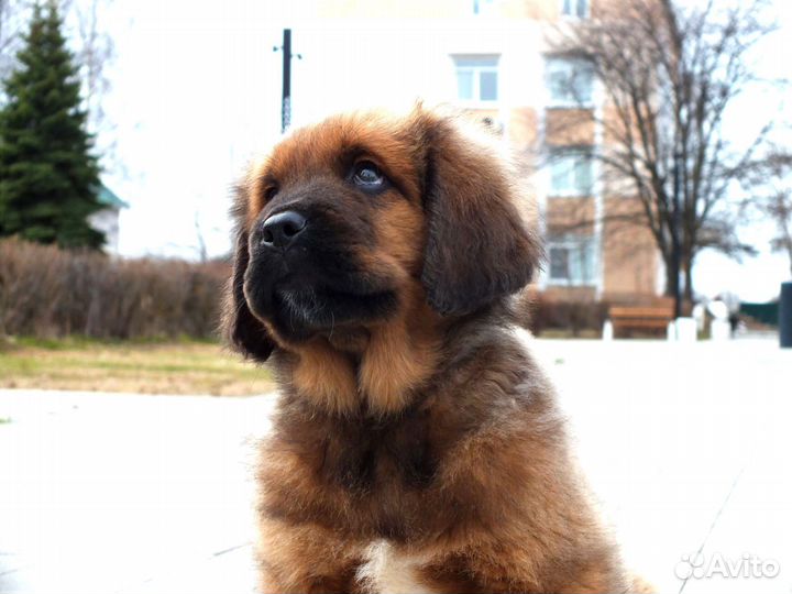 Тибетский мастиф щенки