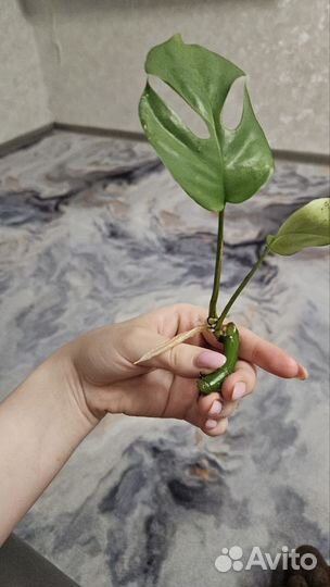 Монстера черенок