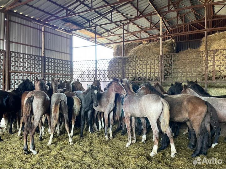 Продаю жеребят