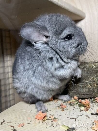 Шиншилла Ангора