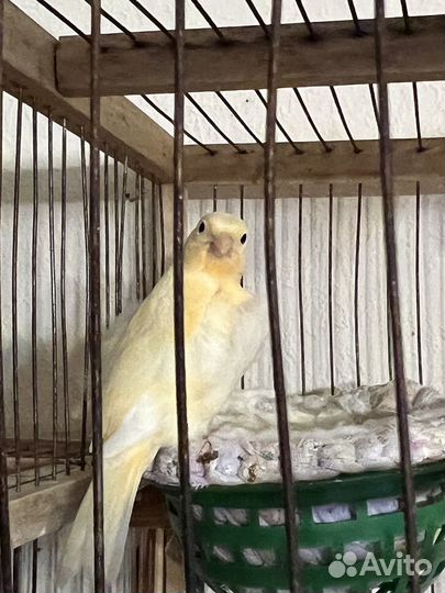 Кенара и канарейки