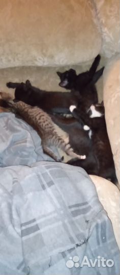 Котики,кошки