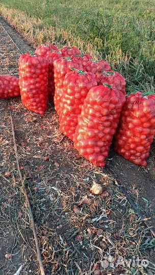 Лук репчатый оптом