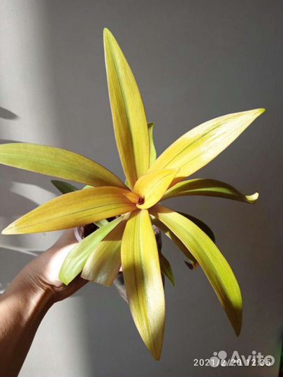 Рео Эпипремнум