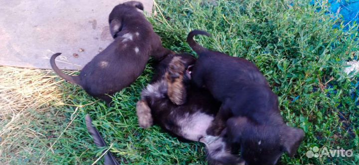 Щенки