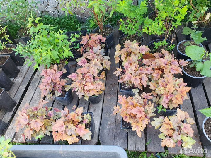 Саженцы плодовые и декоративные