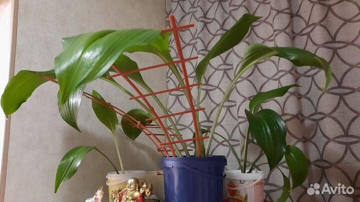 Эухарис или Амазонская Лилия