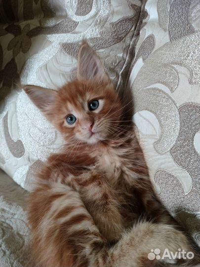 Котята Мейн-Кун