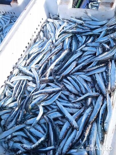 Свежая хамса
