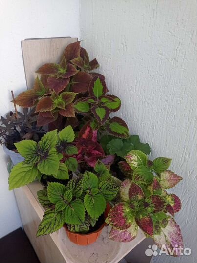 Колеусы сортовые