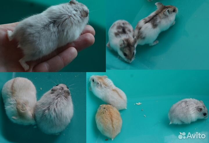 Ручные хомяки мелких пород и клетки