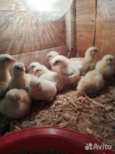 Перепела,бройлер,цесарка,фазан,яйцо