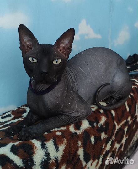 Донской сфинкс