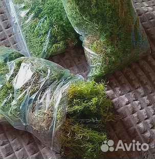Мох сфагнум