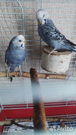 Волнистые попугаи пара