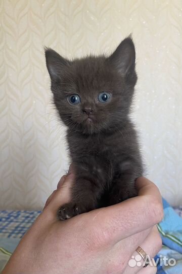 Котята шотландцы