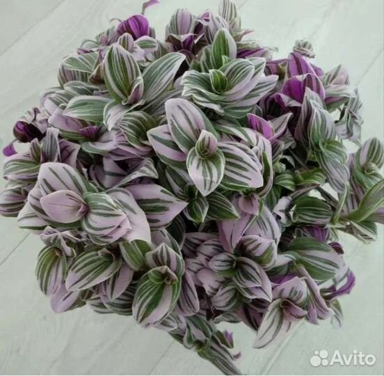 Традесканция Pink Hill (Розовый холм)