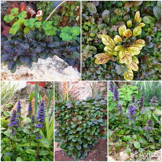 Живучка ползучая почвопокровная (отправлю почтой)