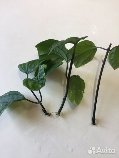 Клеродендрум Томпсона укорененные отростки