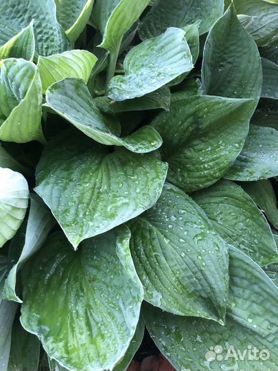 Хоста, мак, очаток, лилейник, водосбор, пион