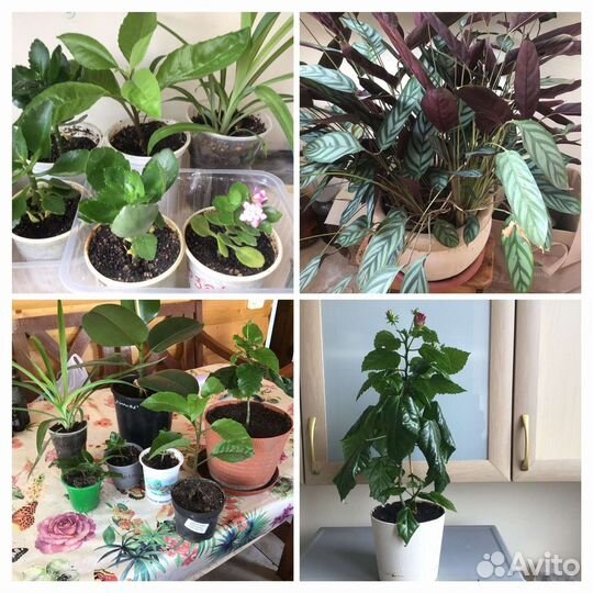 Комнатные цветы