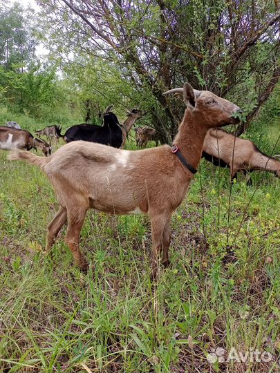 Козы дойные