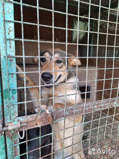 Прекрасная Луна ждёт тебя в приюте