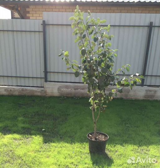 Саженцы яблони