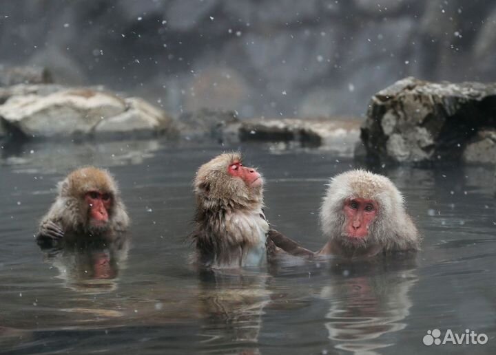 Принимаю в дар и в благодарность