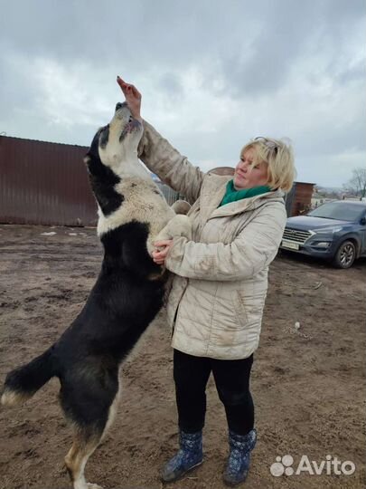 Кинология. Дрессировка собак, корректировка
