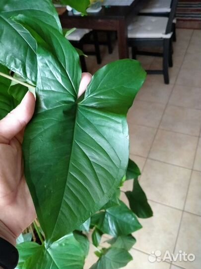 Сингониум Батерфляй/ножколистый