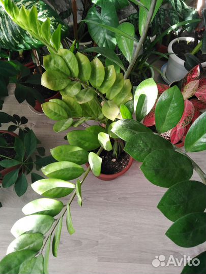 Замиокулькас