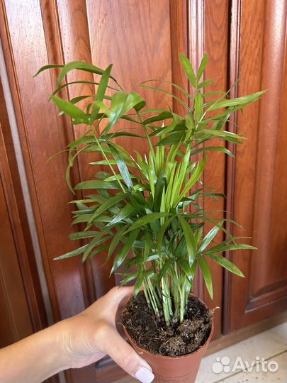 Пальма хамедорея